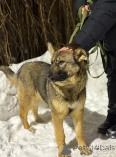 Фото №2 к объявлению №165691 о продаже  - купить в России частное объявление