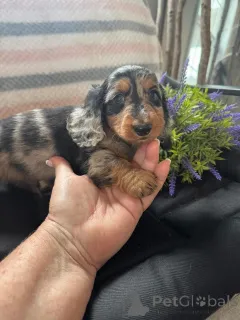 Дополнительные фото: Urocze szczenięta jamnika do adopcji