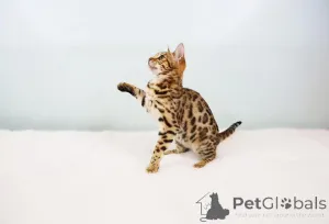 Фото №2 к объявлению №153406 о продаже бенгальская - купить в Австрии частное объявление