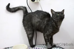 Дополнительные фото: Афина кошка редкой красоты, словно сотканная из ночи и серебра.