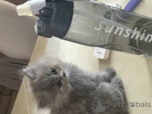 Дополнительные фото: Котята