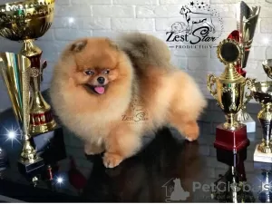 Дополнительные фото: Amazing pomeranian ! Fast delivery! guarantee small size.