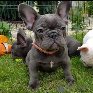 Фото №1. французский бульдог - купить в Альпбах за договорная. Объявление №165617