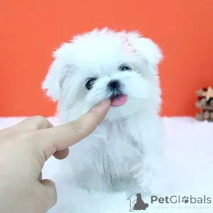 Фото №4. Продажа  в Богумин  - цена Бесплатно