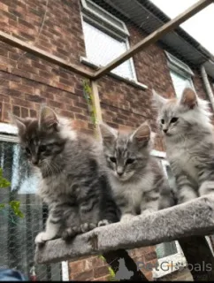 Фото №3. Мейн-кун-Кэтчен. Дания