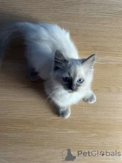 Фото №3. Котята рэгдолл, полная родословная зарегистрирована в GCCF. США