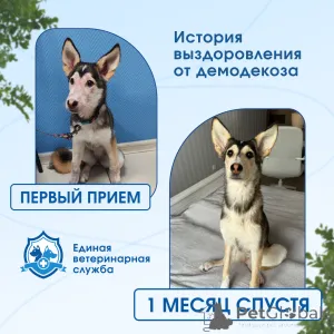 Фото №1 Услуга ветеринара в Пензе. Цена договорная. Объявление №173718