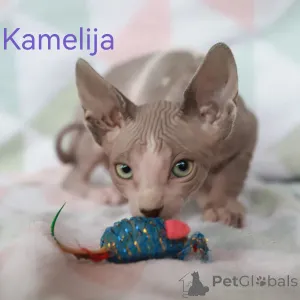 Дополнительные фото: Котята канадского сфинкса