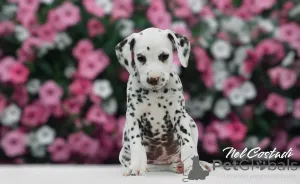 Дополнительные фото: Изысканные Dalmatian Puppies Champion Champion Bloselines, готовые к любящим