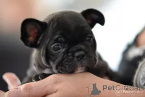 Дополнительные фото: Щенки французского бульдога