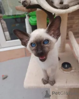 Фото №1. сиамская - купить в Бремен за договорная. Объявление №154286