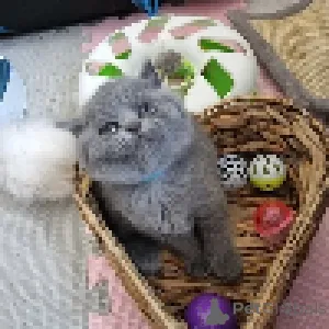 Фото №2 к объявлению №167664 о продаже британская короткошёрстная - купить в Дании частное объявление