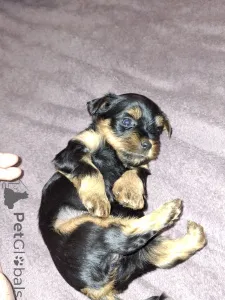 Дополнительные фото: Чистокровные щенки Йоркширского Терьера.