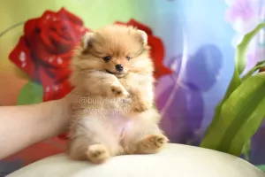 Дополнительные фото: Девочки померанского шпица Pomeranian puppies