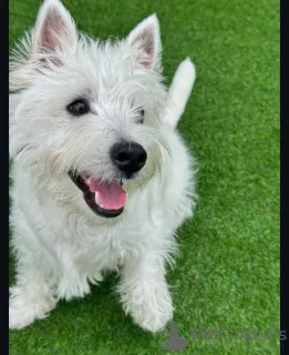 Фото №4. Продажа вест-хайленд-уайт-терьера в Брайтон и Хов заводчик - цена 54211₽