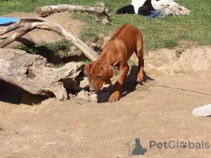 Дополнительные фото: Квитанция в сентябре 2025 г. Объявление о мусоре