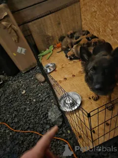 Фото №3. Highland sheppards puppies !!!..whatsapp me at 44 7453 907158.  Великобритания