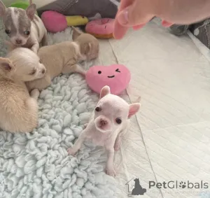 Фото №1. чихуахуа - купить в Борнмут за договорная. Объявление №160521