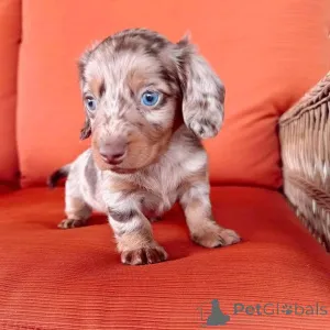 Фото №4. Продажа  в Аризона  - цена 62908₽