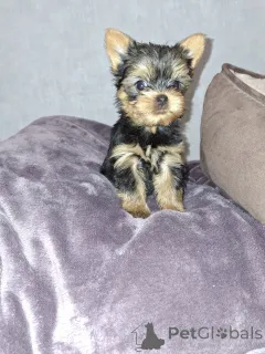 Дополнительные фото: Щенки Йоркширского Терьера