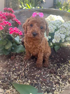 Фото №1. пудель (той) - купить в Аугсбург за договорная. Объявление №166132