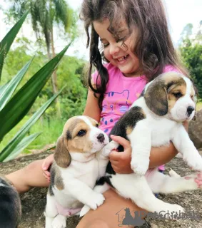 Фото №1. бигль - купить в Гамбург за 27830₽. Объявление №154991