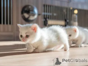 Фото №1. манчкин - купить в Вадуц за 32468₽. Объявление №152070