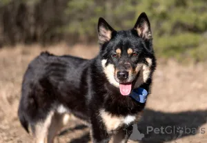 Фото №4. Продажа беспородную в Москве реке частное объявление - цена Бесплатно