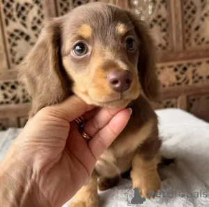 Фото №1. такса - купить в Хельсинки за 51022₽. Объявление №159466