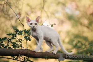 Фото №3. Devon rex. Россия