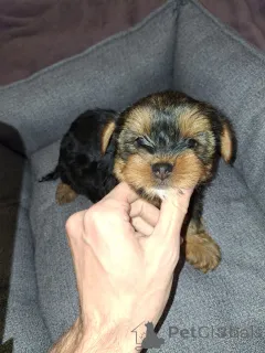 Дополнительные фото: Замечательные щенки Йоркширского Терьера в поисках нового дома.