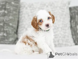 Фото №1. лабрадудль - купить в Бадгастеин за договорная. Объявление №155607