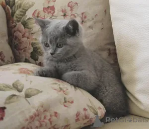 Фото №2 к объявлению №146023 о продаже британская короткошёрстная - купить в Румынии заводчик