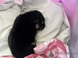 Фото №3. Отдам щенка в добрые руки.  Беларусь