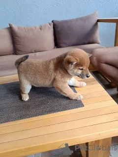 Дополнительные фото: Щенки сиба-ину