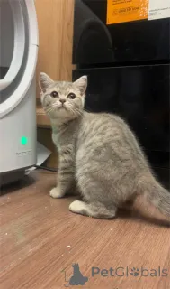 Фото №1. британская короткошёрстная - купить в Cölbe за 32468₽. Объявление №153772