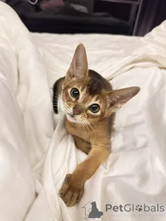 Фото №1. чаузи - купить в Айзлинген за 32468₽. Объявление №157795