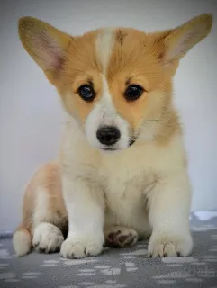 Дополнительные фото: Валлийский корги Пемброк красивые щенки