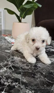 Фото №2 к объявлению №149834 о продаже мальтипу - купить в Германии частное объявление, заводчик