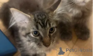 Дополнительные фото: котята мейн-кун