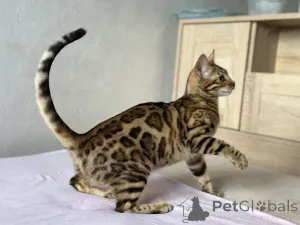 Дополнительные фото: Шикарные Бенгальские котята