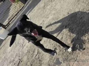 Фото №4. Продажа беспородную в Бешка  - цена Бесплатно