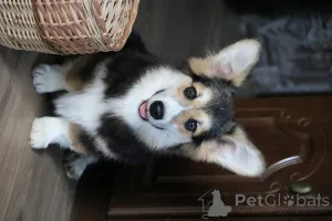 Фото №2 к объявлению №145718 о продаже вельш-корги - купить в Беларуси из питомника