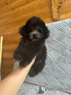 Фото №4. Продажа пуделя (карликового) в Краснодаре  - цена 230000₽