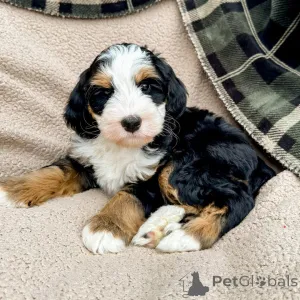 Фото №1. лабрадудль - купить в Трали за договорная. Объявление №160073