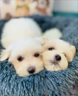 Фото №2 к объявлению №167797 о продаже мальтийскую болонку - купить в Германии частное объявление, из приюта