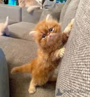 Фото №3. Котята Schattige Perzische Zoeken een nieuw thuis.. Бельгия