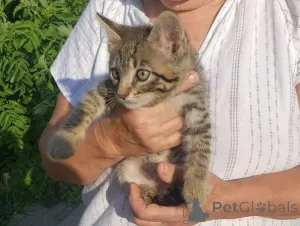 Дополнительные фото: Киттянам нужны дома (крошечный Тим)