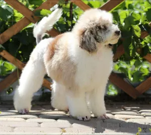 Дополнительные фото: Пудель шоколадный мерле