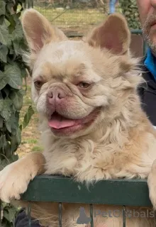 Фото №1. французский бульдог - купить в Белграде за 278301₽. Объявление №154867